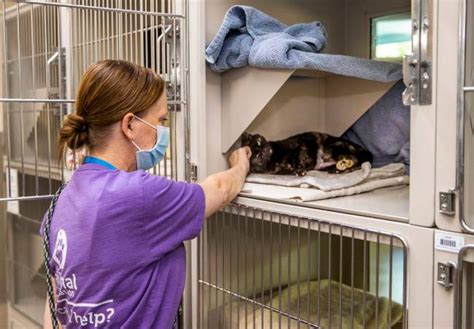 Lied animal shelter - Founded in 1967, DFW Humane Society is a nonprofit, no-kill animal shelter. DFW Humane Society accepts no state or federal funding, relying wholly on the generosity of donors to …